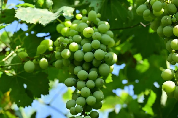 Зелений Виноград Гілці Саду — стокове фото