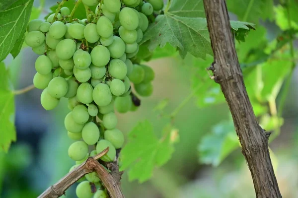 Зелений Виноград Гілці Саду — стокове фото
