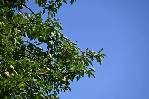 green pears with leaves on the tree in the garden