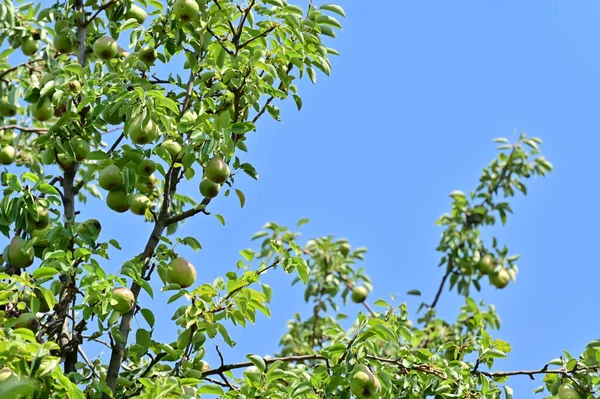 Green Pears Leaves Tree Garden — Stock Fotó