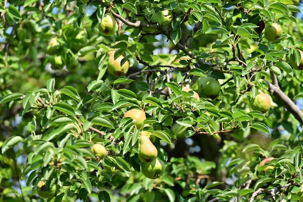 Green Pears Leaves Tree Garden — Stock Fotó