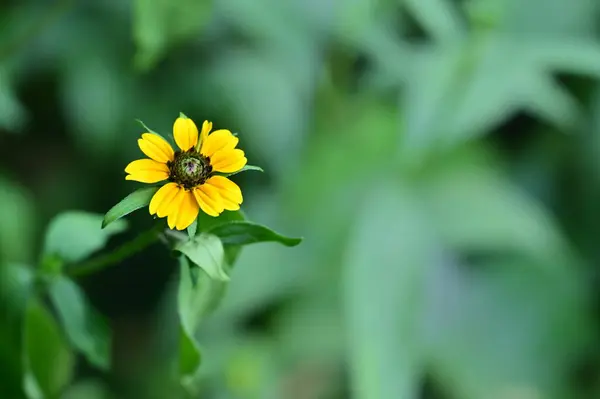 Hermosas Flores Amarillas Jardín — Foto de Stock