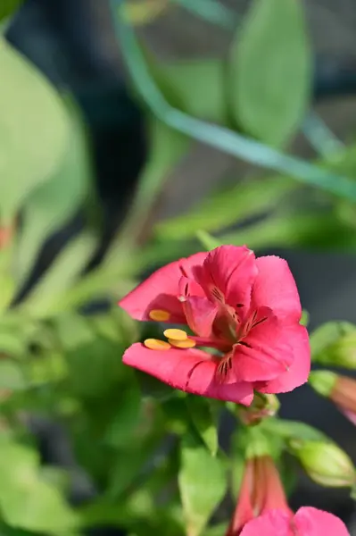 Красиві Рожеві Ніжні Квіти Саду — стокове фото