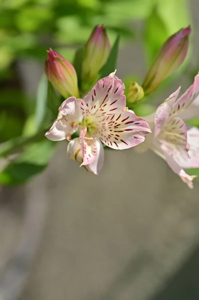 Beautiful Lilies Flowers Growing Garden — Stock Photo, Image