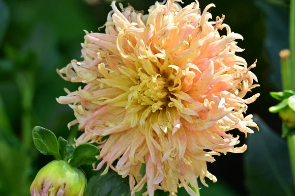 Belas Flores Rosa Amarelo Jardim — Fotografia de Stock