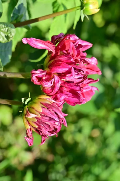 Beautiful Pink Tender Flowers Garden — Stock Fotó
