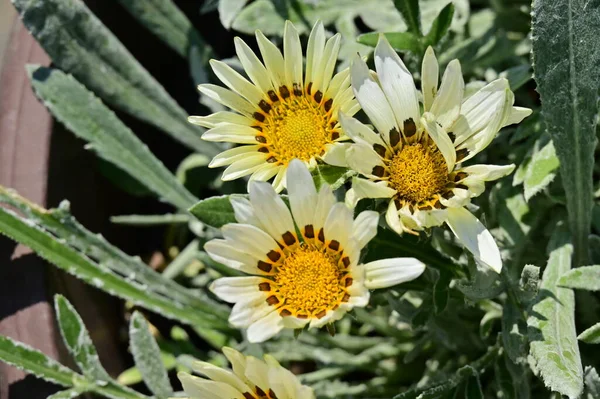 Hermosas Flores Blancas Amarillas Jardín — Foto de Stock