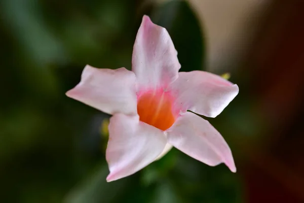 Красиві Рожеві Ніжні Квіти Саду — стокове фото