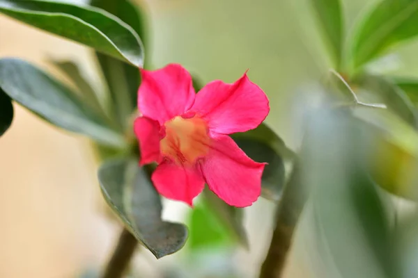Beautiful Pink Tender Flowers Garden — Stock Photo, Image