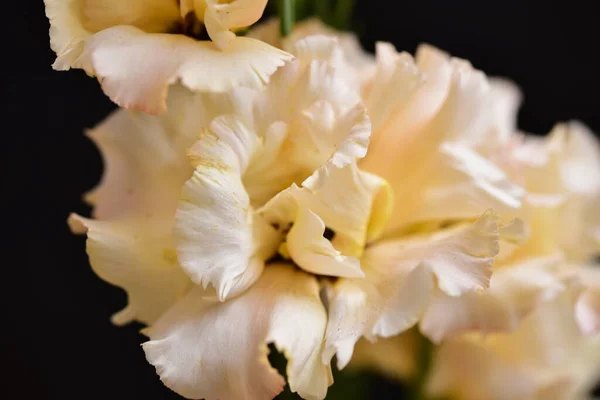 Beautiful Flowers Black Background — Stock Photo, Image