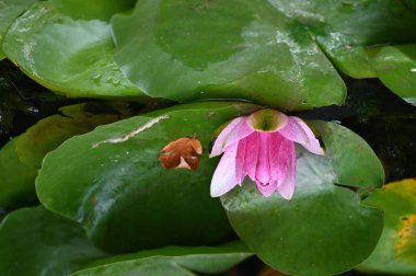 Göldeki güzel nilüfer çiçeği 