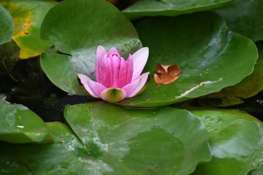 Güzel çiçek açan nilüfer çiçekleri yaz günü gölette büyür. 