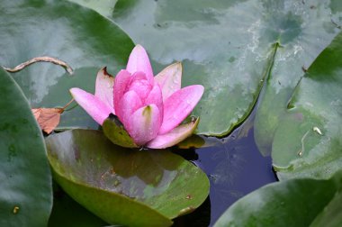 Güzel çiçek açan nilüfer çiçekleri yaz günü gölette büyür. 