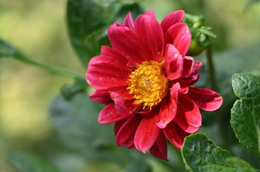 Bahçede güzel kırmızı parlak çiçekler