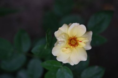 Bahçede güzel beyaz ve sarı çiçekler