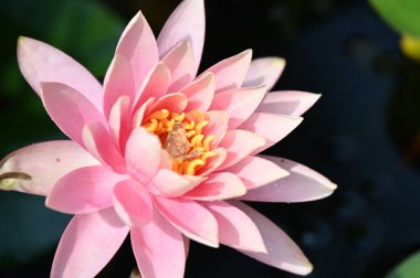 Güzel çiçek açan nilüfer çiçekleri yaz günü gölette büyür. 