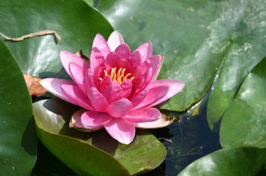 Güzel çiçek açan nilüfer çiçekleri yaz günü gölette büyür. 