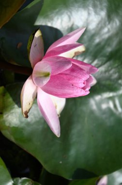 Güzel zambak gölette, yakın manzara