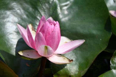 Güzel çiçek açan nilüfer çiçekleri yaz günü gölette büyür. 