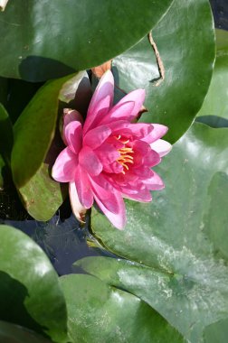 Güzel zambak gölette, yakın manzara