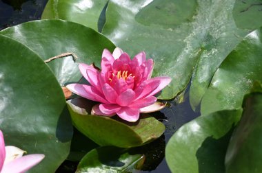 Yaz günü gölette büyüyen güzel nilüferler. 