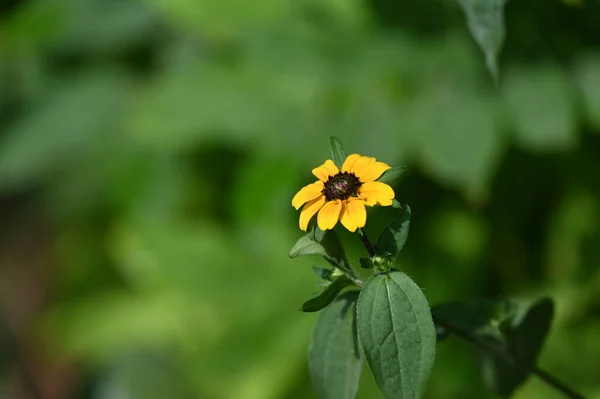 Hermosas Flores Amarillas Jardín — Foto de Stock