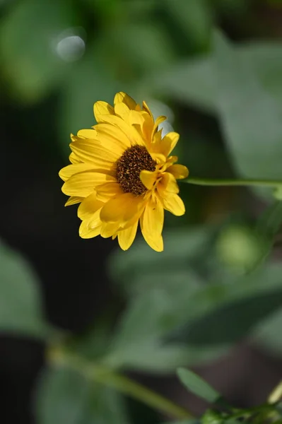 Mooie Gele Bloemen Tuin — Stockfoto