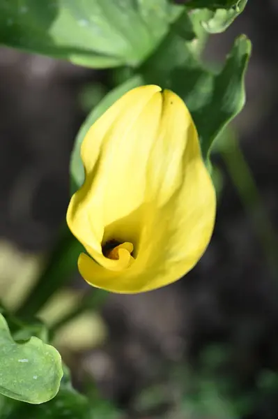 Indah Bunga Kuning Taman — Stok Foto