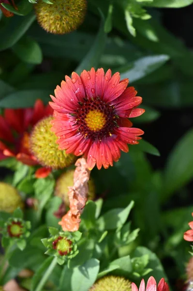 Beautiful Red Bright Flowers Garden — Φωτογραφία Αρχείου
