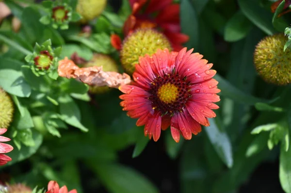 Beautiful Red Bright Flowers Garden — Photo