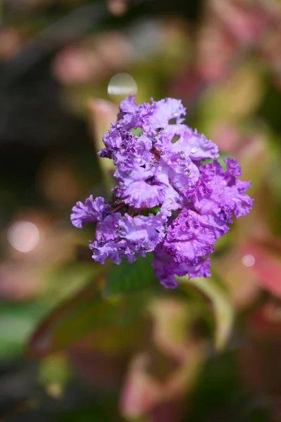 Beautiful Purple Flowers Close View Summer Concept — Zdjęcie stockowe