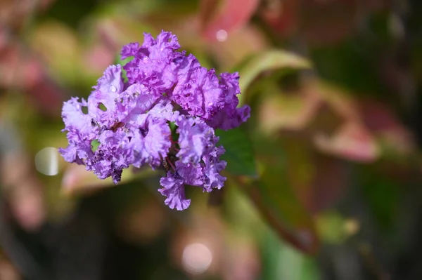 Beautiful Purple Flowers Close View Summer Concept — Fotografia de Stock