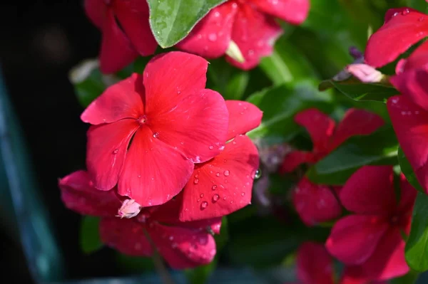Beautiful Red Bright Flowers Garden — ストック写真