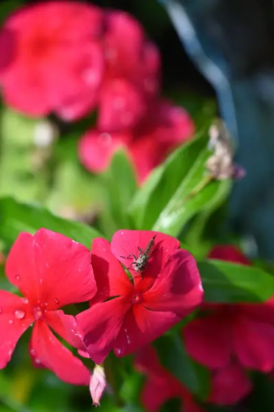 Beautiful Red Bright Flowers Garden — ストック写真