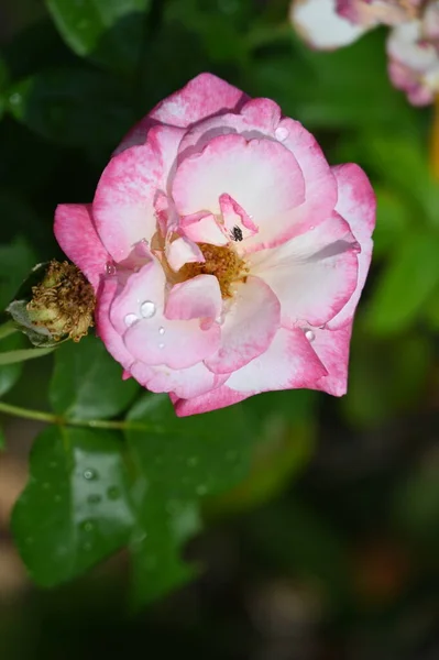 Beautiful Pink Tender Flowers Garden — Foto Stock