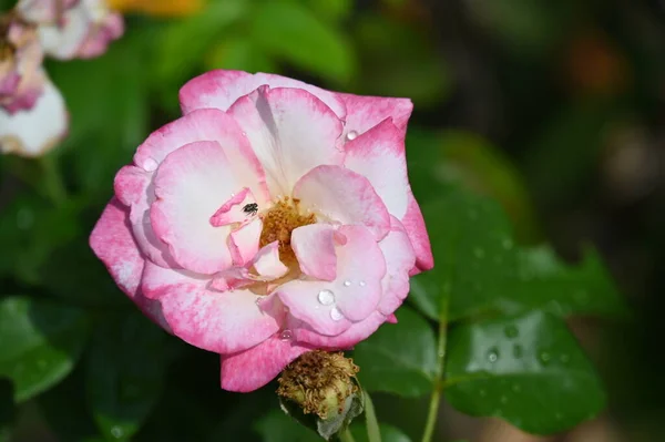 Beautiful Pink Tender Flowers Garden — Zdjęcie stockowe