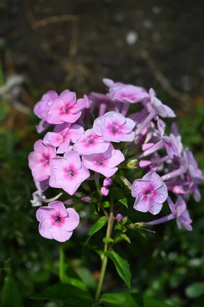 Bahçedeki Güzel Pembe Yumuşak Çiçekler — Stok fotoğraf