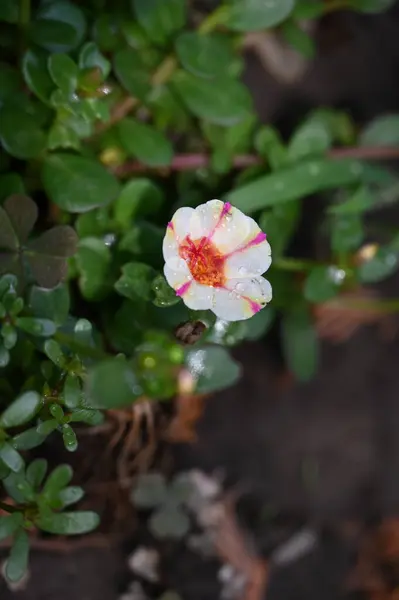 Beautiful Tender Flowers Growing Garden — 图库照片