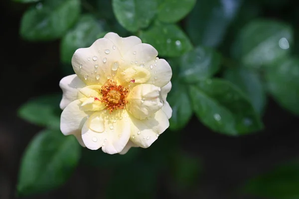 庭の美しい白と黄色の花 — ストック写真