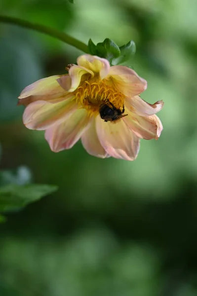 Closeup Shot Bee Flower — Stock Photo, Image