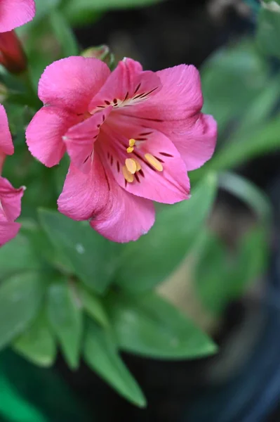 Beautiful Pink Tender Flowers Garden — ストック写真
