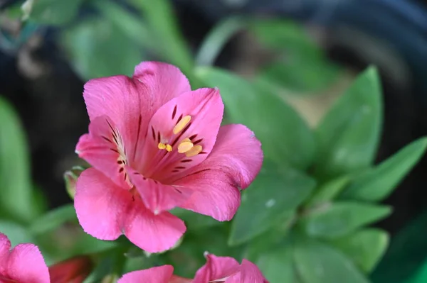 Beautiful Pink Tender Flowers Garden —  Fotos de Stock