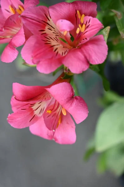 Beautiful Pink Tender Flowers Garden — Stockfoto