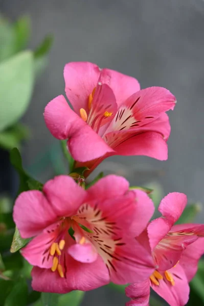 Beautiful Pink Tender Flowers Garden — стоковое фото