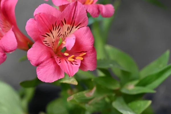 Beautiful Pink Tender Flowers Garden — Zdjęcie stockowe