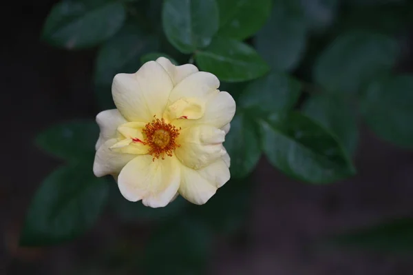 Gyönyörű Fehér Sárga Virágok Kertben — Stock Fotó