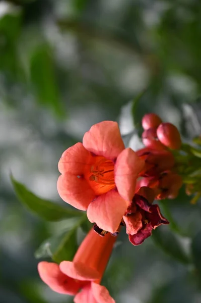 Beautiful Red Bright Flowers Garden — Stock Photo, Image