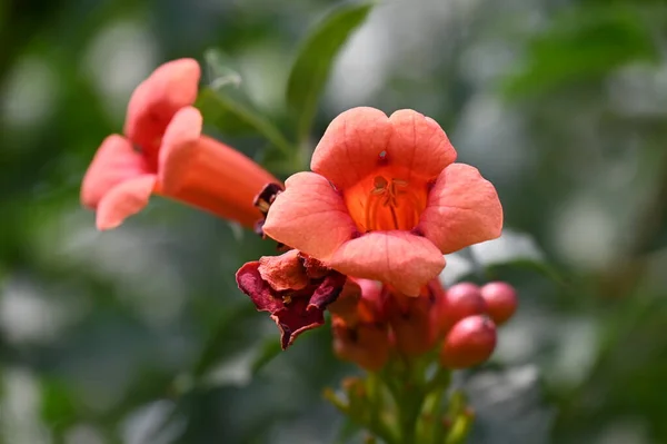 Beautiful Red Bright Flowers Garden — Zdjęcie stockowe