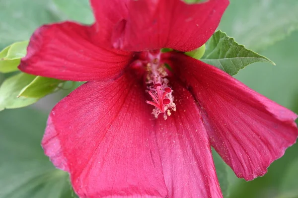 Beautiful Red Bright Flowers Garden — Fotografia de Stock