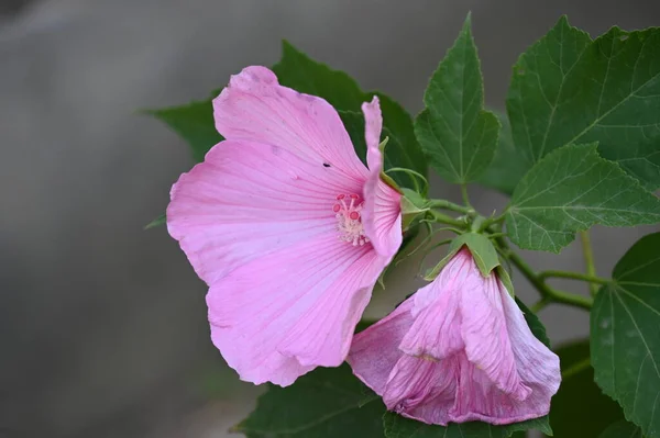 Beautiful Pink Tender Flowers Garden — Stock Fotó